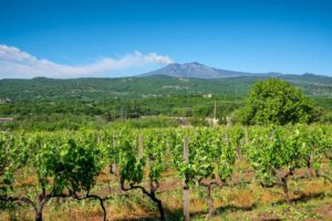 Degustazione vini Etna durante un'escursione in giornata dalla Sicilia Sud Est.
